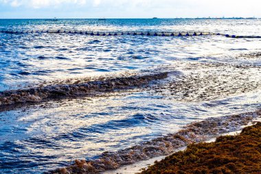 The beautiful Caribbean beach totally filthy and dirty the nasty seaweed sargazo problem in Playa del Carmen Quintana Roo Mexico.