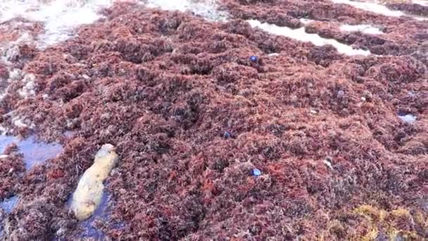 Sacco Rosso Molto Disgustoso Sargazo Alghe Marine Rifiuti Immondizia Inquinamento — Video Stock