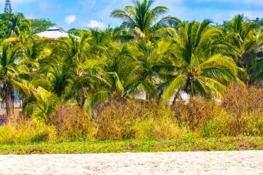 Puerto Escondido Oaxaca Meksika 13. Kasım 2022 'de güneş kumsalı insanları sörf yapıyor Palmiye ağaçları, plaj barı ve Zicatela Puerto Escondido Oaxaca' da mavi su dalgaları..