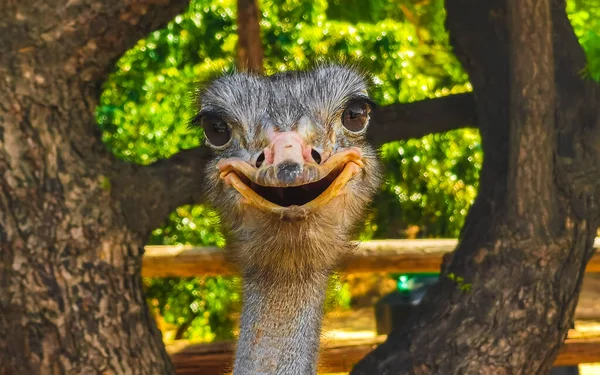 Прекрасні Смішні Страусенята Фермі Пуерто Ескондідо Оахака Мексика — стокове фото