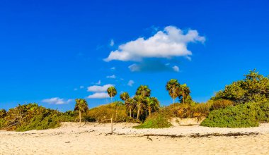 Tropik Meksika Karayip plaj ağaçları ve orman ormanlarında köknar ağaçları Playa del Carmen Quintana Roo Meksika 'da bulutlu mavi gökyüzü.