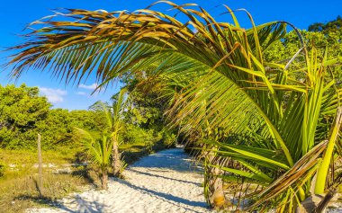 Tropik Meksika Karayip plaj ağaçları ve orman ormanlarında köknar ağaçları Playa del Carmen Quintana Roo Meksika 'da bulutlu mavi gökyüzü.