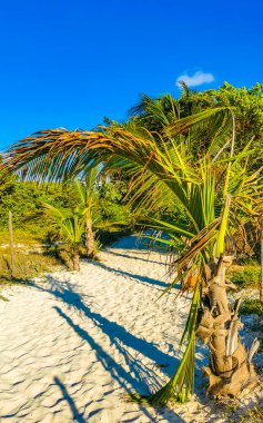 Tropik Meksika Karayip plaj ağaçları ve orman ormanlarında köknar ağaçları Playa del Carmen Quintana Roo Meksika 'da bulutlu mavi gökyüzü.