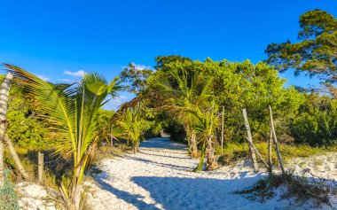 Tropik Meksika Karayip plaj ağaçları ve orman ormanlarında köknar ağaçları Playa del Carmen Quintana Roo Meksika 'da bulutlu mavi gökyüzü.