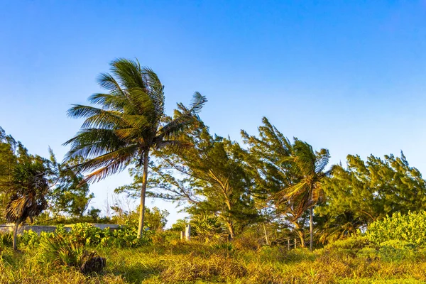 墨西哥卡门 金塔纳罗奥州的热带美洲驯鹿海滩棕榈树和丛林森林中的冷杉树 蓝天多云 — 图库照片