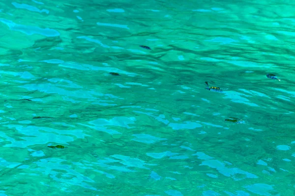 청록색 물에서 링하는 동남아시아에 있는아 무에앙 타이의 섬에서 물고기가 보이는 — 스톡 사진