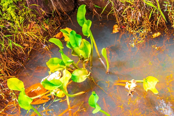 Прекрасный Природный Ландшафт Тропический Лес Болотными Растениями Болотной Воды Саху — стоковое фото