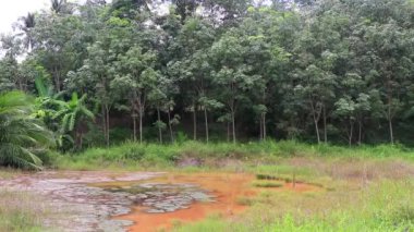 Güneydoğu Asya 'daki Phuket Adası Tayland' daki Sakhu Thalang 'da bataklık suları bulunan güzel doğal manzara ve tropikal orman..