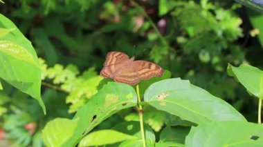 Güzel turuncu sarı kelebek kelebekleri yeşil bitki arka planında Phuket Adası Tayland, Güney Asya 'da Sakhu Thalang.