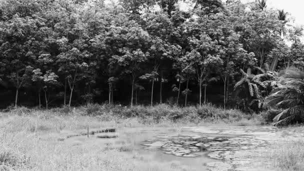 Hermoso Paisaje Natural Bosque Tropical Con Ciénaga Pantanosa Sakhu Thalang — Vídeos de Stock