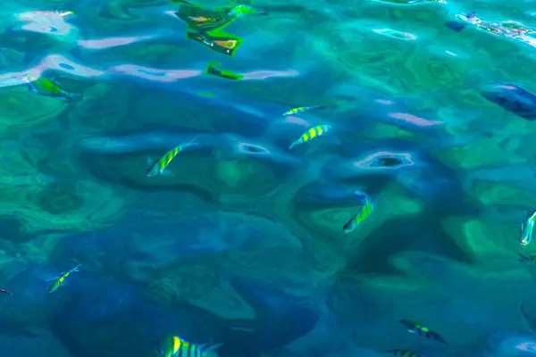 Esnórquel Aguas Turquesas Transparentes Con Peces Submarinos Isla Koh Phi — Foto de Stock