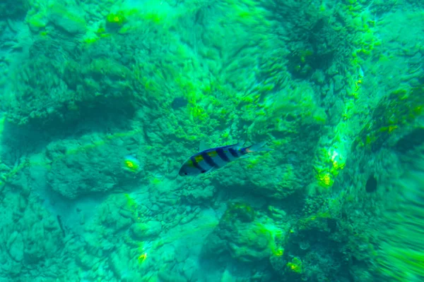 Snorkeling Clear Turquoise Water Underwater Fish Viewing Koh Phi Phi — Stock Photo, Image