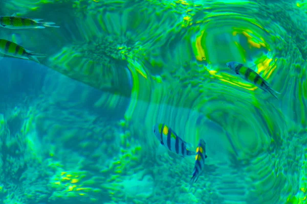 Plongée Apnée Dans Eau Turquoise Claire Avec Observation Poissons Sous — Photo