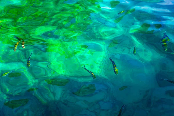 청록색 물에서 링하는 동남아시아에 있는아 무에앙 타이의 섬에서 물고기가 보이는 — 스톡 사진