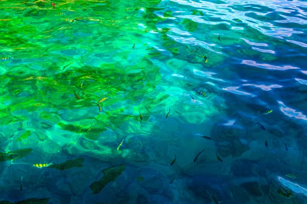 Snorkling Klart Turkost Vatten Med Undervattensfisk Visning Koh Phi Phi — Stockfoto