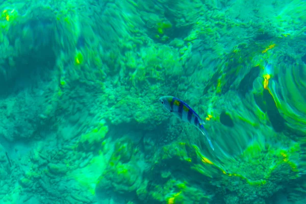 Šnorchlování Průzračné Tyrkysové Vodě Podmořskými Rybami Ostrově Koh Phi Phi — Stock fotografie