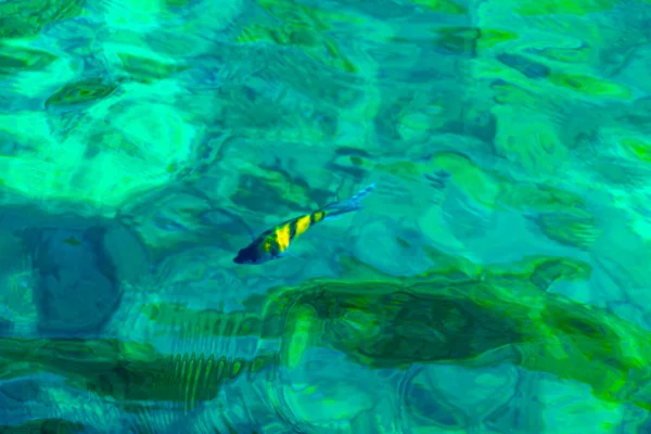 Plongée Apnée Dans Eau Turquoise Claire Avec Observation Poissons Sous — Photo