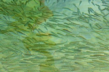 Güneydoğu Asya 'daki Ao Nang Amphoe Mueang Krabi Tayland' daki Koh Phi Phi Don adasında açık turkuaz sularda yüzüyor..