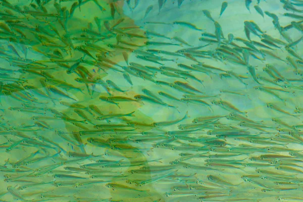 청록색 물에서 동남아시아에 있는아 무에앙 타이의 섬에서 물고기 — 스톡 사진