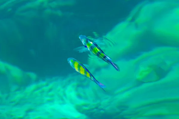 Schnorcheln Klaren Türkisfarbenen Wasser Mit Unterwasserfischbeobachtung Auf Der Insel Koh — Stockfoto