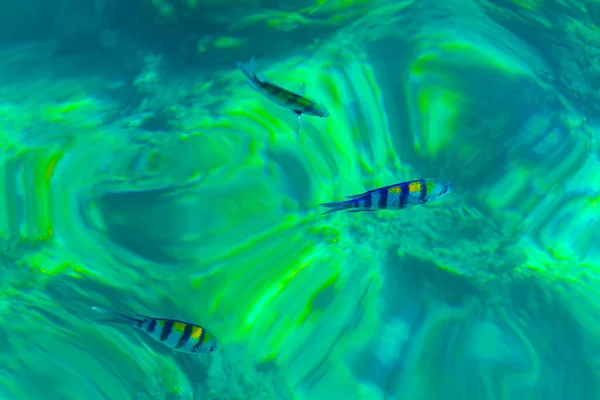 Esnórquel Aguas Turquesas Transparentes Con Peces Submarinos Isla Koh Phi —  Fotos de Stock