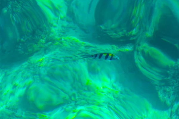 Mergulho Com Snorkel Água Azul Turquesa Clara Com Visualização Peixes — Fotografia de Stock
