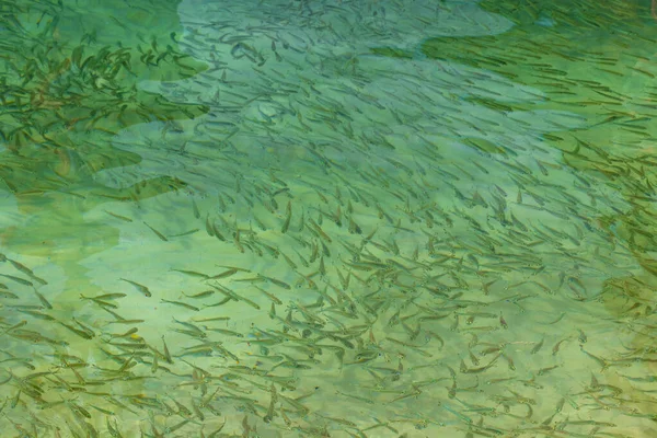 Esnórquel Aguas Turquesas Transparentes Con Peces Submarinos Isla Koh Phi — Foto de Stock