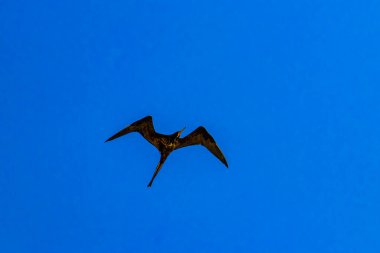 Fregat bird birds flock are flying around with blue sky clouds background in Playa del Carmen Quintana Roo Mexico.