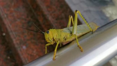Dev yeşil çekirge, Playa del Carmen Quintana Roo Meksika 'da metal korkuluklarda oturuyor..