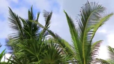 Playa del Carmen Quintana Roo Meksika 'da Hindistan cevizi ve mavi gökyüzü arka planlı tropik doğal Meksika palmiyesi..