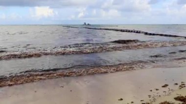 The beautiful Caribbean beach totally filthy and dirty the nasty seaweed sargazo problem in Playa del Carmen Quintana Roo Mexico.