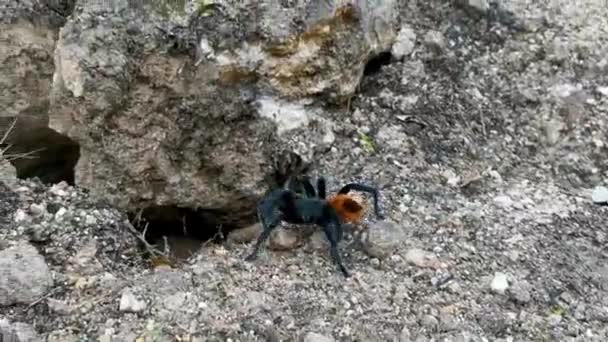 墨西哥卡门 金塔纳罗奥州的塔兰图拉褐色黑色爬虫 — 图库视频影像