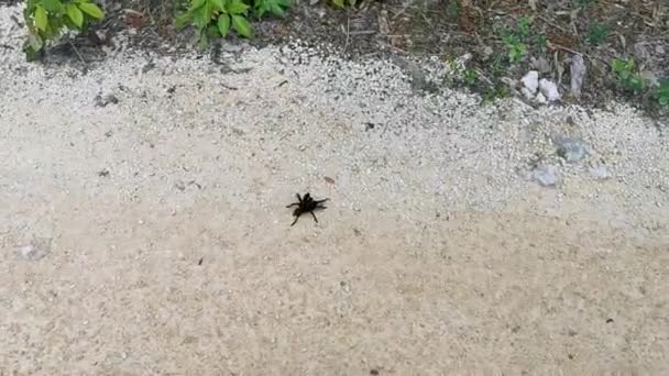Tarantula Brown Black Crawls Ground Playa Del Carmen Quintana Roo — Stock Video