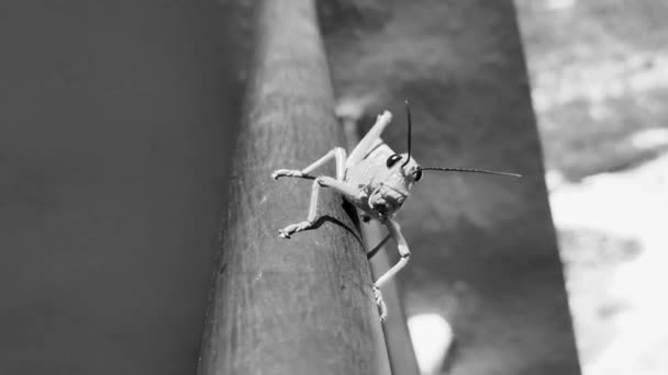 卡门金塔纳罗奥州的巨型绿色蚱蜢坐在金属栏杆上 — 图库视频影像