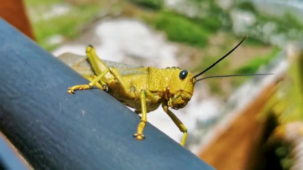 Huge Giant Green Grasshopper Sitting Metal Railing Playa Del Carmen — Stock Video