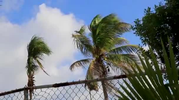 Playa Del Carmen Quintana Roo Meksika Hindistan Cevizi Mavi Gökyüzü — Stok video