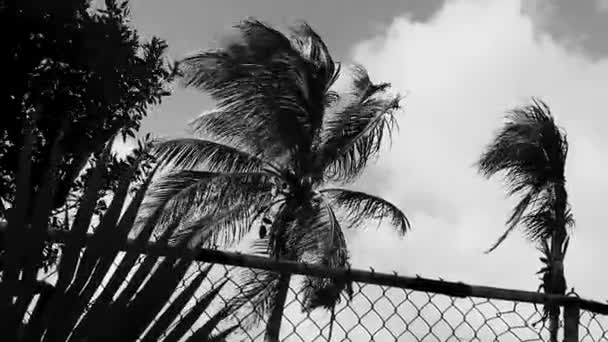 Palmeira Mexicana Natural Tropical Com Cocos Fundo Azul Céu Playa — Vídeo de Stock