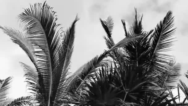 墨西哥卡门 金塔纳罗奥岛的热带天然墨西哥棕榈树 椰子和蓝天背景 — 图库视频影像