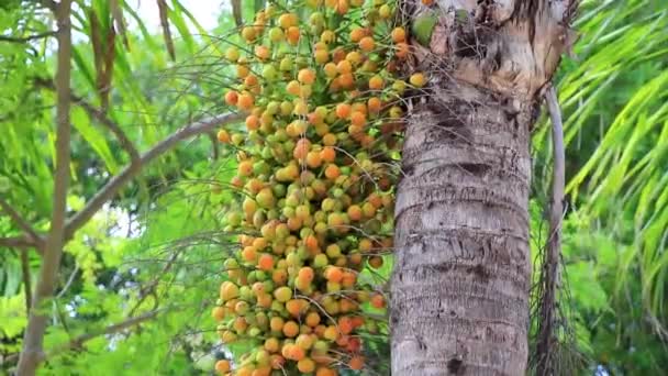 Tropické Přírodní Mexické Palmy Palmami Data Ovoce Modrá Obloha Pozadí — Stock video