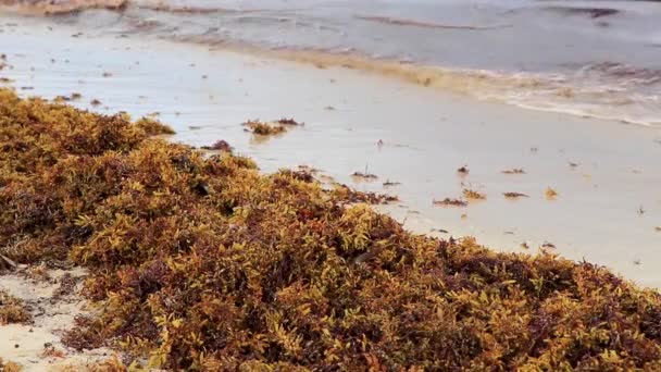 Beautiful Caribbean Beach Totally Filthy Dirty Nasty Seaweed Sargazo Problem — Video