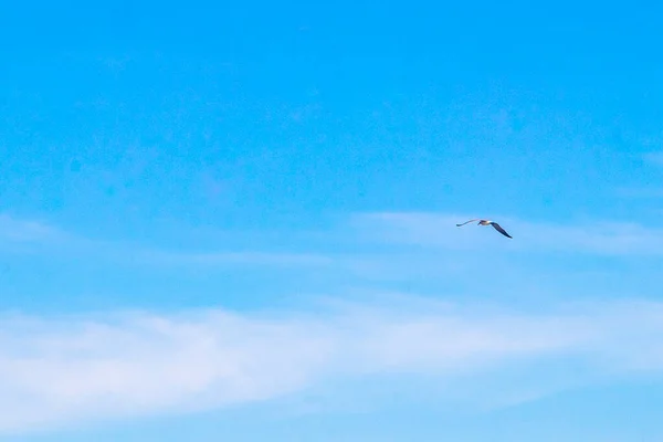 Flying Seagull Bird Blue Sky Background Clouds Playa Del Carmen — Φωτογραφία Αρχείου