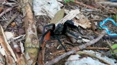 Tarantula kahverengisi Playa del Carmen Quintana Roo Meksika 'da yerde sürünür..