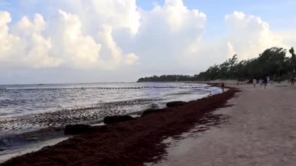 멕시코의 플라야델 카르멘 킨타나로오 2022 아름다운 카리브해 멕시코의 플라야델 카르멘 — 비디오