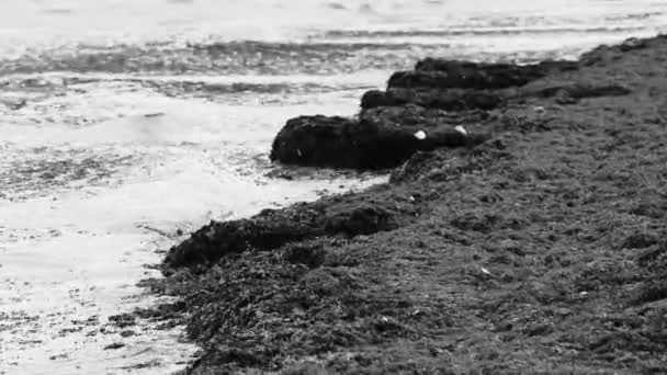 Много Красных Отвратительных Морских Водорослей Саргазо Мусорных Отходов Загрязнение Окружающей — стоковое видео