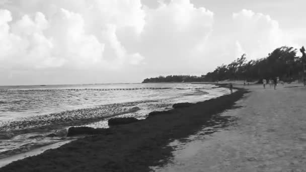 Playa Del Carmen Quintana Roo墨西哥2022年9月美丽的加勒比海滩彻底肮脏肮脏了墨西哥卡门 金塔纳罗奥州的海藻沙加佐问题 — 图库视频影像