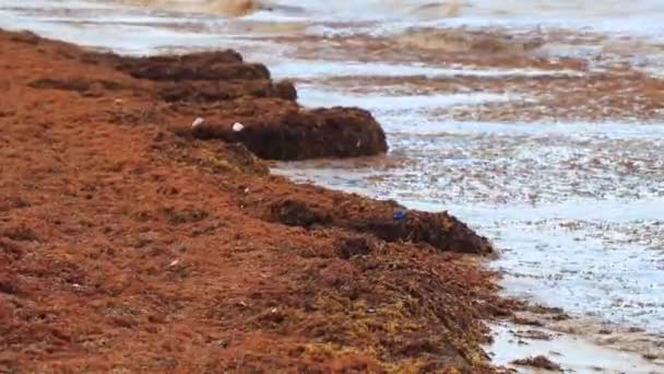 Πολλά Κόκκινα Πολύ Αηδιαστικά Φύκια Sargazo Και Σκουπίδια Περιβαλλοντικής Ρύπανσης — Αρχείο Βίντεο