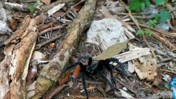 Tarantula Brown Black Crawls Ground Playa Del Carmen Quintana Roo — Stock Video