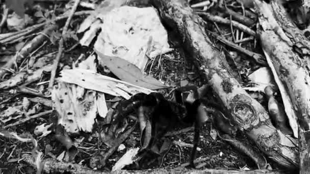 Tarantula Καφέ Μαύρο Σέρνεται Στο Έδαφος Στην Playa Del Carmen — Αρχείο Βίντεο