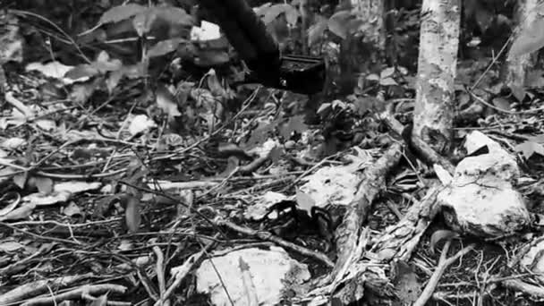 プラヤデルカルメンキンタナの地面にタランチュラ茶色の黒いクロール Roo Mexico — ストック動画