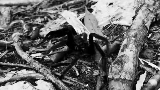 Tarantula Καφέ Μαύρο Σέρνεται Στο Έδαφος Στην Playa Del Carmen — Αρχείο Βίντεο